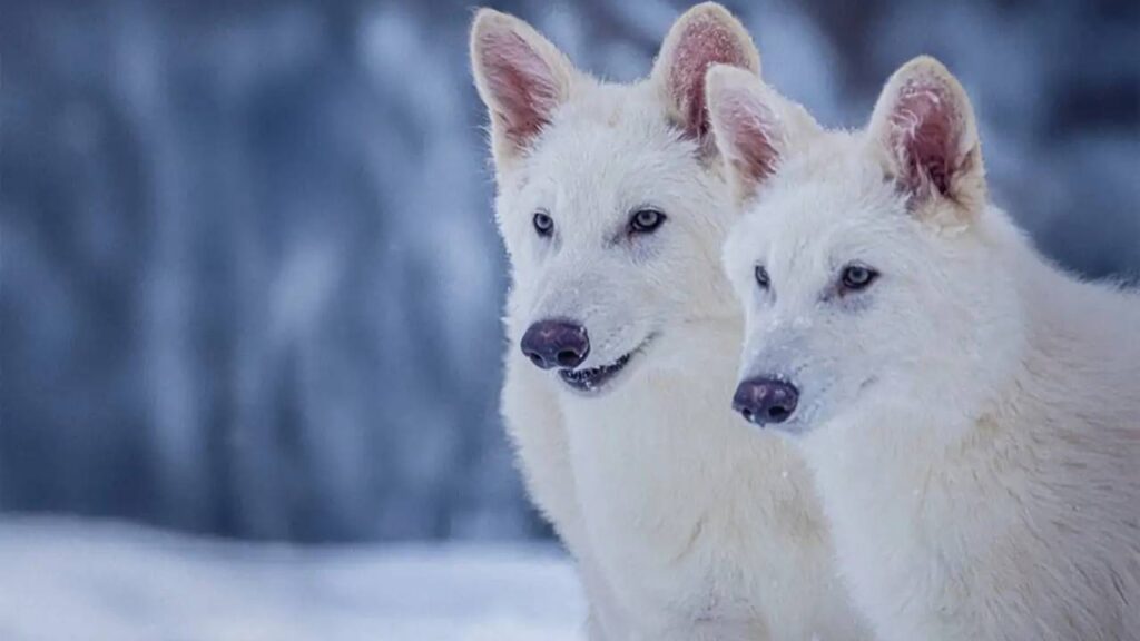 Game Of Thrones’un ulukurtları 13 bin yıl sonra diriltildi!